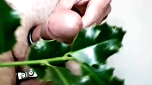 Holly for a christmas cock